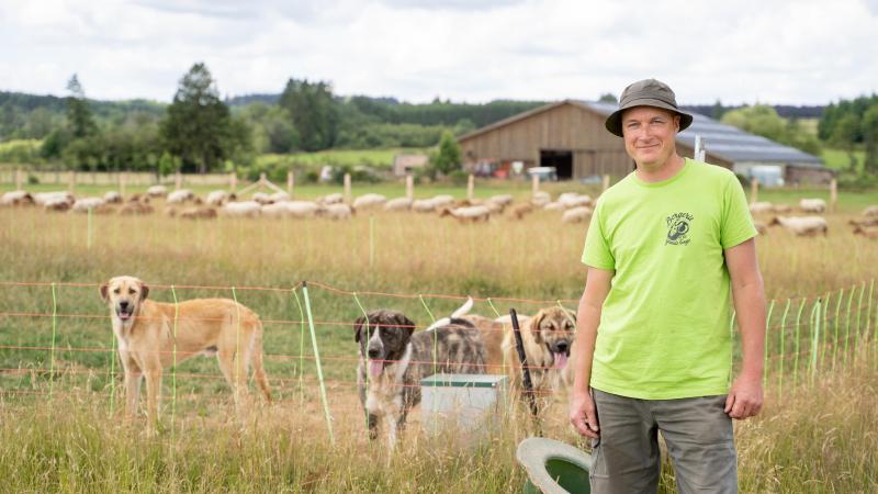 Dit jaar werden 7 puppy’s geboren tussen de schapen van Stijn. Hun taak is om later een kudde te beschermen tegen alle gevaar, vooral de wolf.