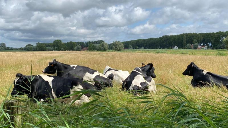 Als gras sterk verdroogd is, breekt het al door erop te lopen. Dan is het gedaan met het herstel.