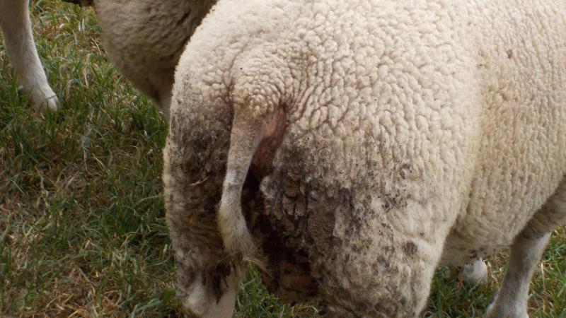 Een vuile achterhand betekent een groter risico op myiasis.