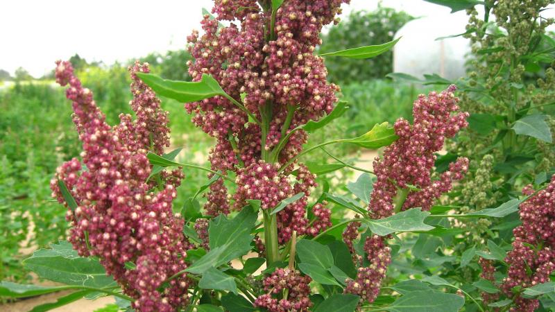 Na de bloei van de quinoa kleuren de zaden roomwit, goudgeel, rood, roze of paars.