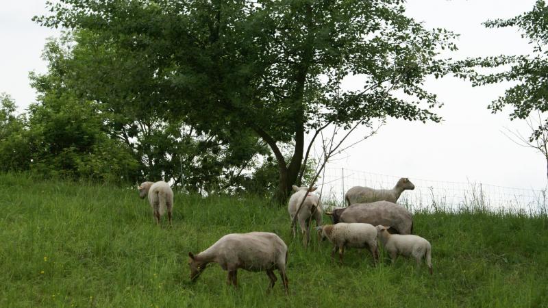 Valbiom bevraagt schapenfokkers over de geproduceerde wol.