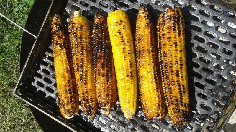 Suikermaïs wordt als groente geteeld, terwijl bijna alle maïs die je ziet bestemd is voor veevoer. Je kan suikermaïs koken, stomen of grillen op de barbecue.
