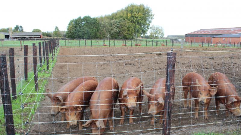 Het Franse ministerie van Landbouw en Voedselzekerheid duidt in september een honderdtal boerderijen aan die willen meewerken om preventieve bioveiligheidsmaatregelen te kiezen en te beoordelen voor landbouwdieren met buitenloop.