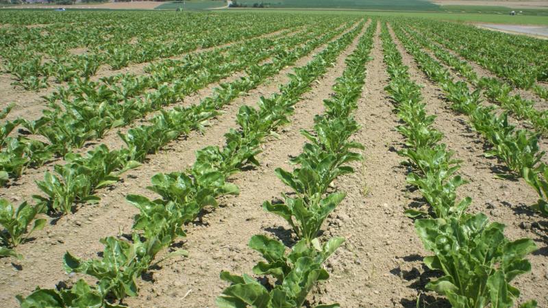 De bladziektedruk bij bieten neemt toe, met voornamelijk de druk van Cercospora en witziekte.