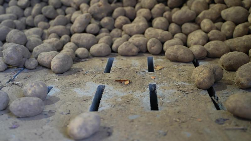 De Belgapomnotering voor Fontane is terug 15 euro per ton aardappelen.