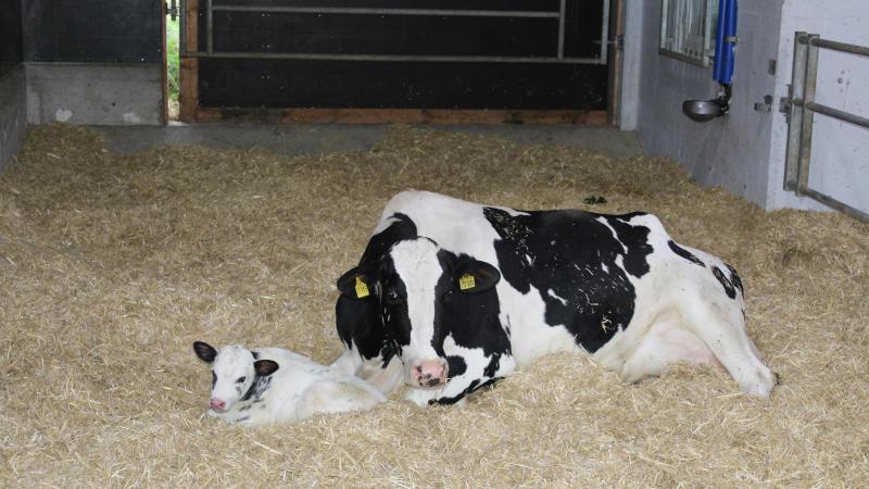 De veehouders gaven aan dat zij over een periode van 7 dagen gemiddeld 15 uren besteedden aan het zorgen voor de kalveren (bv. instrooien, voederen, ...).