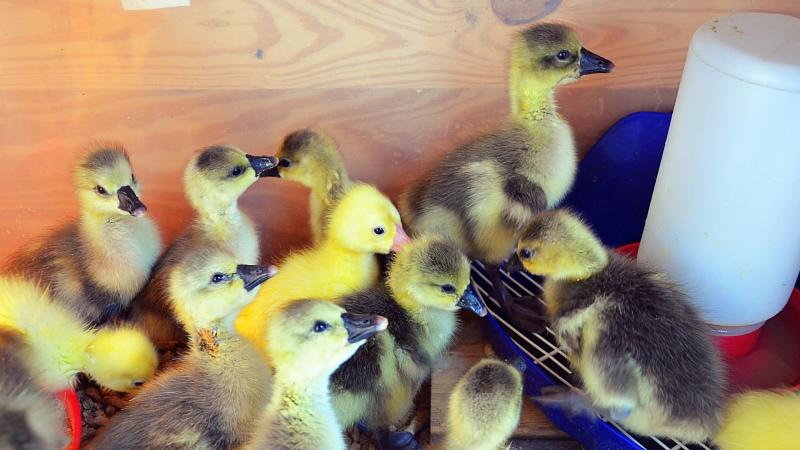 In de strijd tegen de vogelgriep wil Frankrijk starten met het vaccineren van alle gekweekte eenden.