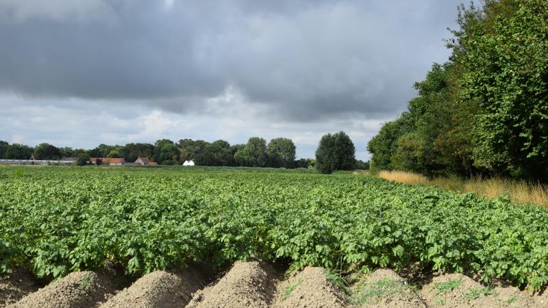 Nu MH inzetten kan helpen om de kieming in de bewaarloods te beheersen.