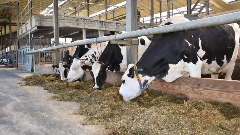 Onderzoekers gingen na of het toevoegen van pensbestendige aminozuren aan het melkveerantsoen zinvol is en hoe dat praktisch het best wordt aangepakt.