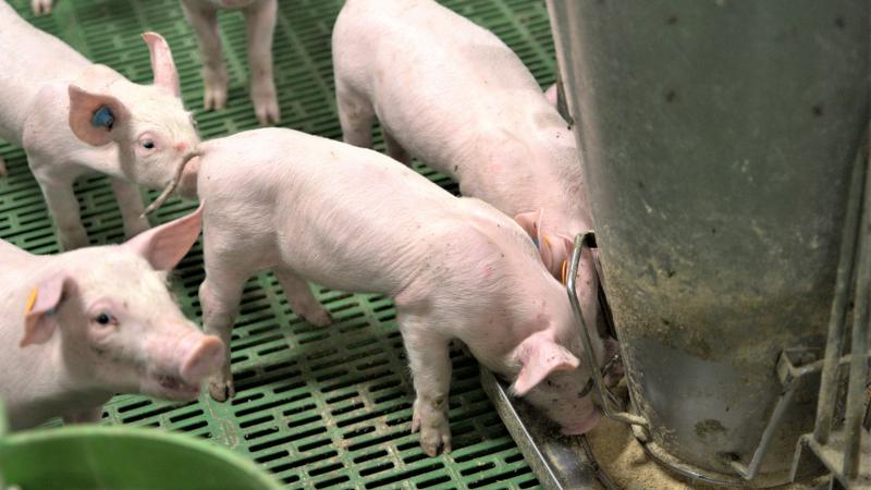 Voeder blijkt bij varkens de grootste klimaatimpact te hebben, met een aandeel van 65%.