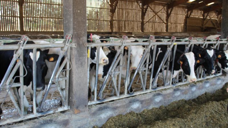 De door ILVO becijferde economische impact van hittegolven op melkveebedrijven houdt nog geen rekening met eventuele gestegen kosten in die periode.