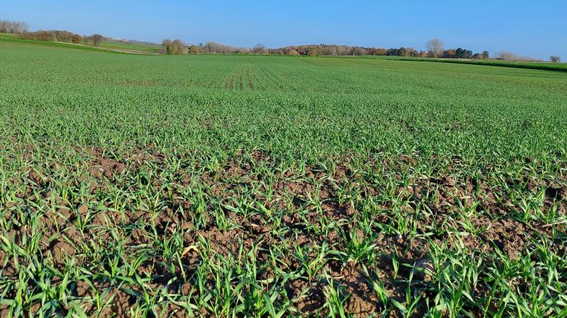 Stevig opletten is het bij gebruik van middelen op basis van prosulfocarb.