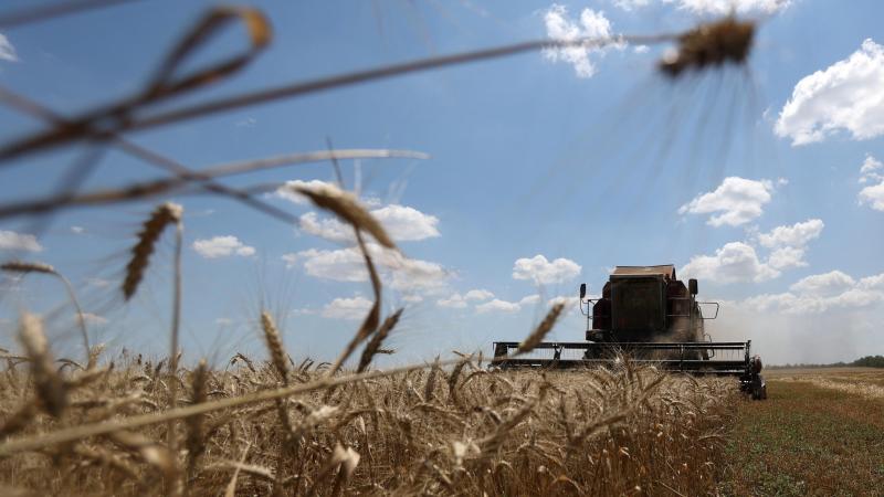 Het verbod op de import van Oekraïens graan wordt beschouwd als een manier om de Poolse boeren te beschermen.
