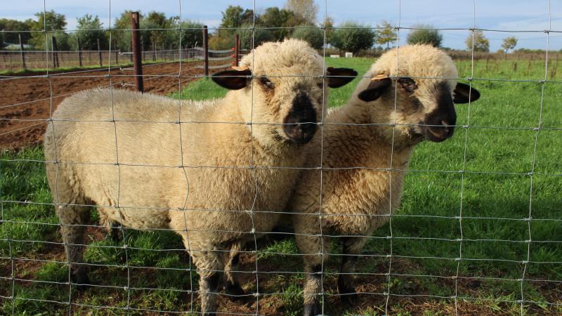 De blauwtongziekte treft vooral schapen. Nederland is veel zwaarder getroffen dan Vlaanderen.