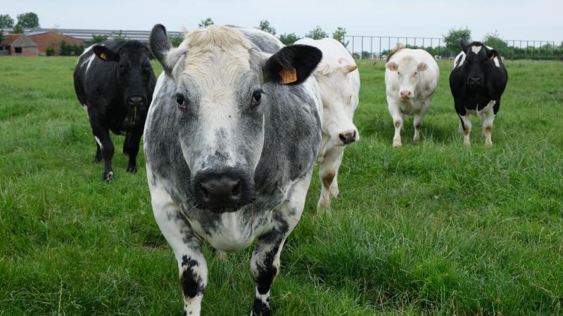 Coevia meldt prijsstijgingen voor witblauwe koeien en stieren. De prijs voor kalveren blijft stabiel.
