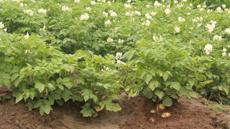 Of de nieuwe aardappelplanten effectief resistent zijn tegen de plaag, moet verder worden getest.