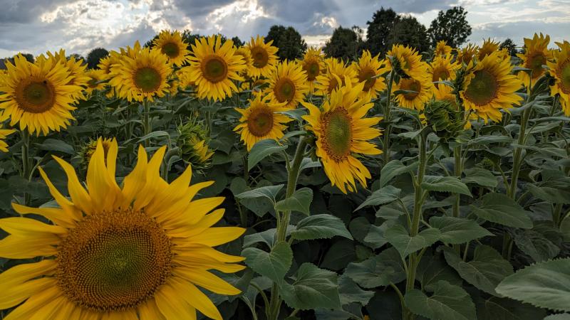 Praktijkpunt Landbouw Vlaams-Brabant doet onderzoek naar de mogelijkheden van de zonnebloemteelt in Vlaanderen.