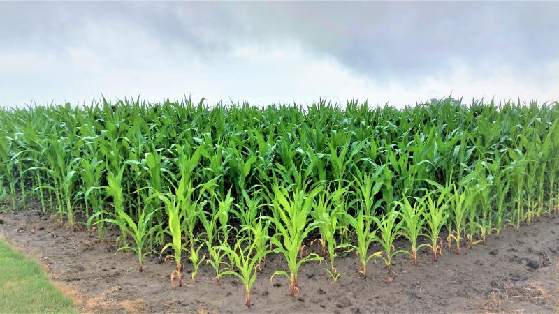 De productie van biobrandstof uit maïs is volgens de indieners van het bezwaarsschrift niet alleen schadelijk voor klimaat, biodiversiteit, waterkwaliteit, land en voedselzekerheid, het staat volgens hen ook haaks op het Belgische en Europese energiebeleid.