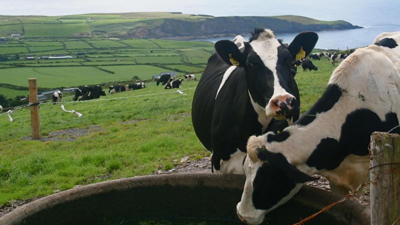 Ierland startte het melkseizoen zeer zwak, met maar liefst 18% minder melk.