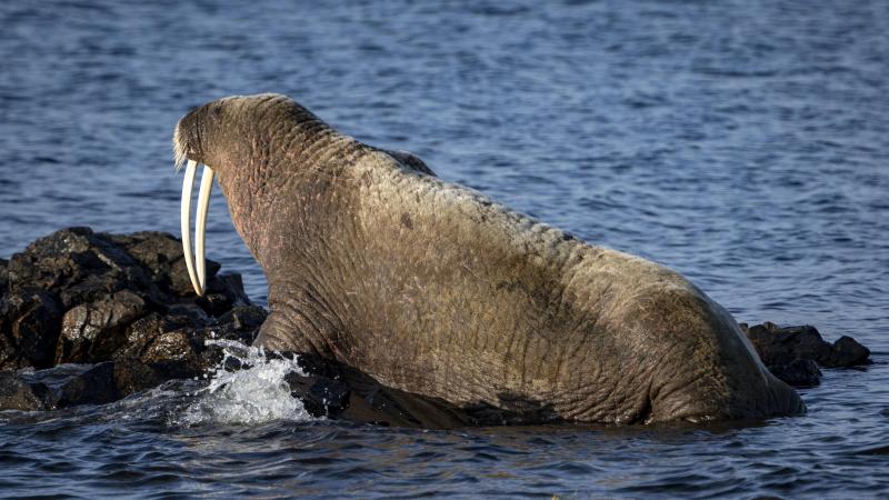 Het is de eerste keer dat de vogelgriep bij walrussen vastgesteld wordt.