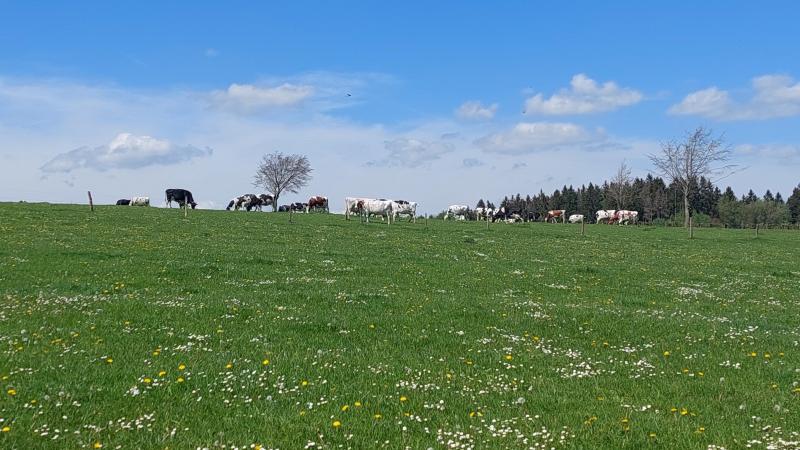 Afhankelijk van het aantal uren beweiding van het melkvee en van de uitvoering van de stalvloer wordt een reductiepercentage toegekend.