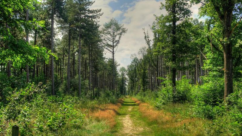 Bos in Vlaanderen nam de voorbije legislatuur flink toe volgens het kabinet van minister van Omgeving Demir. Het voorbije plantseizoen alleen al kwam er 757 ha bos bij.