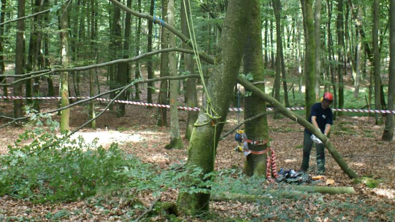 De Belgische Houtconfederatie heeft videofilmpjes gemaakt om de diverse beroepen in de bos- en houtsector voor te stellen. De sector zoekt immers naar personeel.