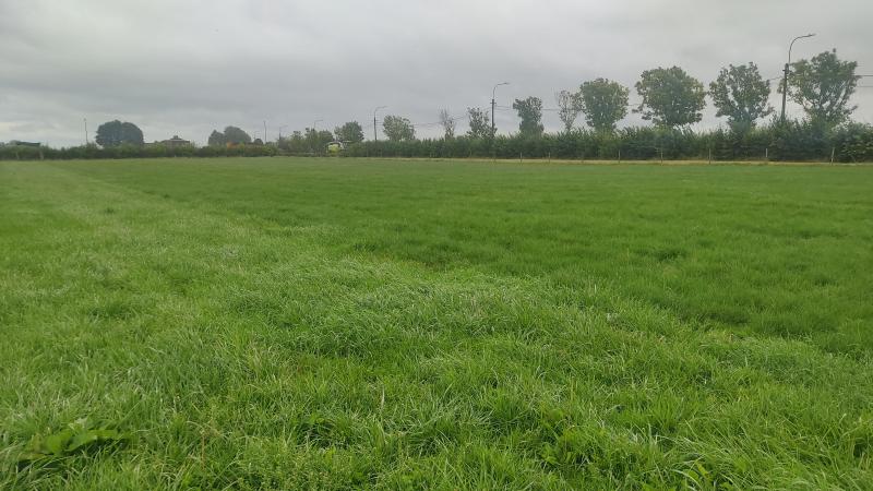 De scheidingslijn tussen de percelen rietzwenkgras en Engels raaigras in de beweidingsproef met jongvee is goed te zien.