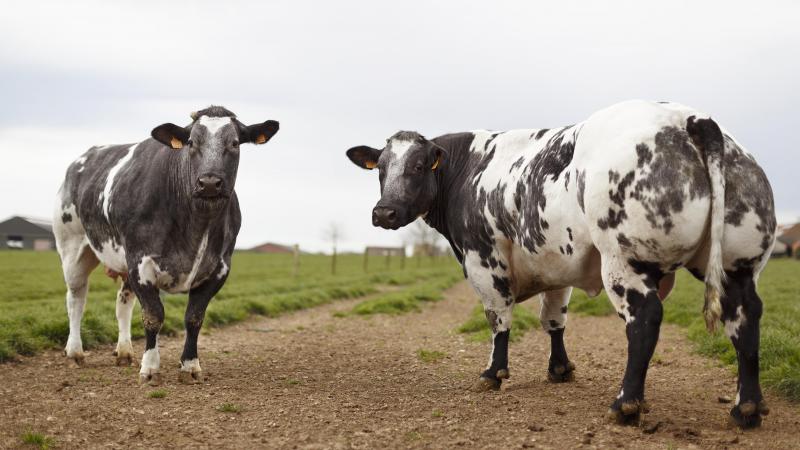 Hittestress heeft grote gevolgen voor  de vruchtbaarheid van vleesvee.