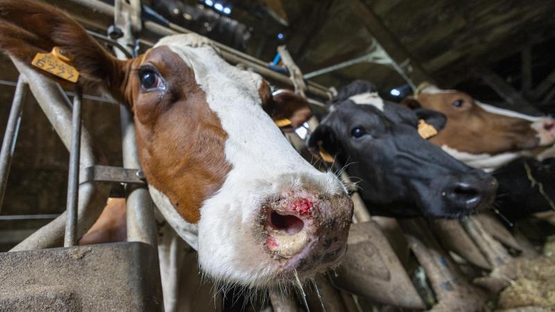 De laatste runderen moeten nog gevaccineerd worden tegen BTV3. Voor BTV8 en EHDV is er nog wat werk aan de winkel voor de deadline van 1 september.