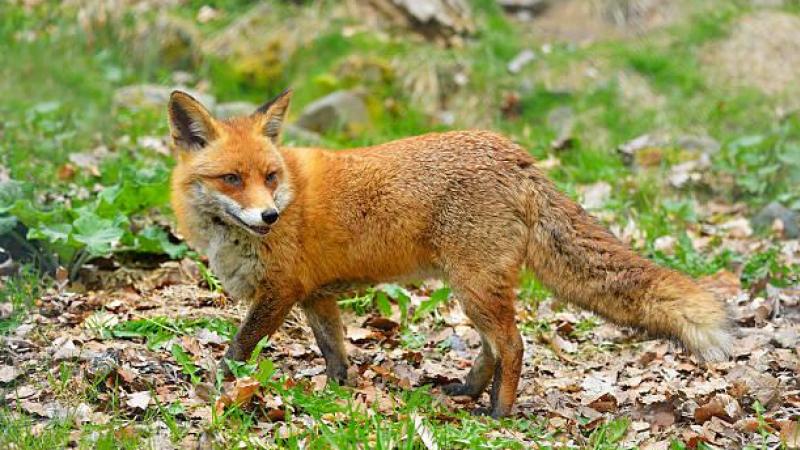 Voor abnormale wildschade wordt in principe de jachtrechthouder aangesproken die instaat voor het wild dat de schade veroorzaakte.