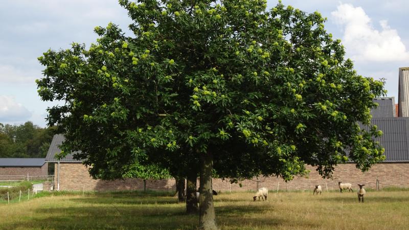 Als kastanjebomen gezond blijven, kunnen ze tot 500 jaar oud worden.