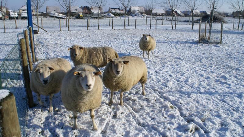 De schurftmijten nestelen zich diep in de wol, veroorzaken hevige jeuk en kunnen zich razendsnel vermenigvuldigen zonder behandeling.