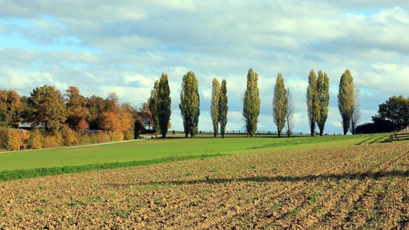 In principe is het de verpachter wegens de verplichting van het garanderen van het rustig pachtgenot verboden om zonder toestemming van de pachter kappingen uit te voeren op het verpachte goed.