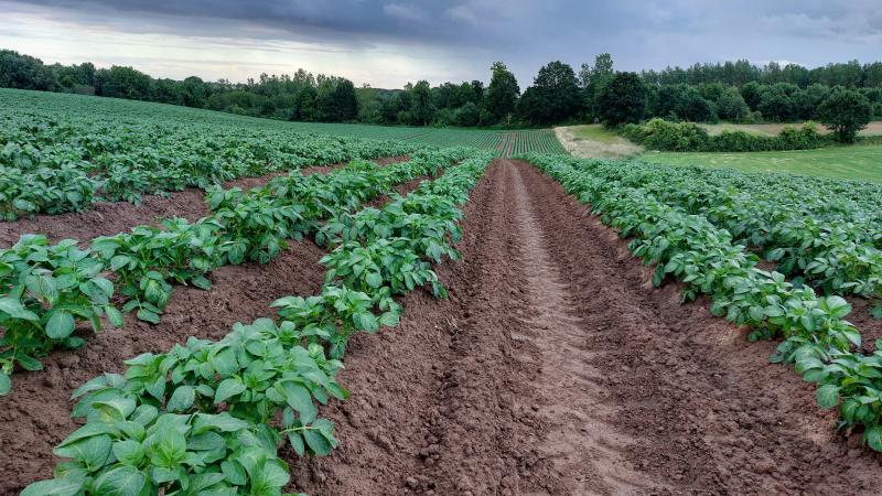 Volgens professor-emeritus Geert Haesaert kunnen we de CO2-emissie van aardappelen verminderen door een betere stikstofbenutting en gewasbescherming.