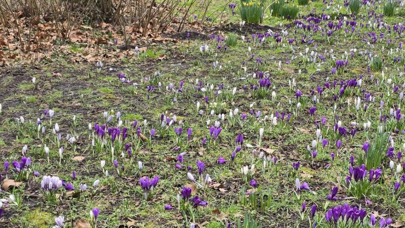 De bonte krokus groeit graag in de volle zon en is dus geschikt om aan te planten in gazons en parken.