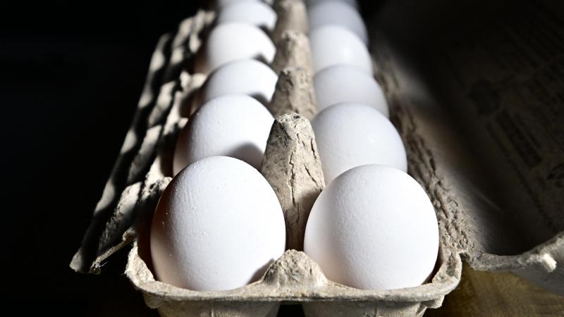 Eieren bleken de bron van de Salmonellahaard.