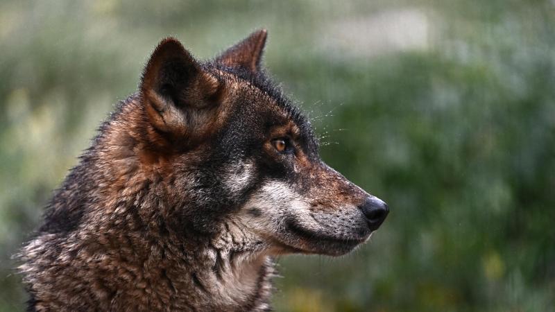 Het aantal slachtoffers onder landbouwdieren door de wolf daalde de voorbije jaren.