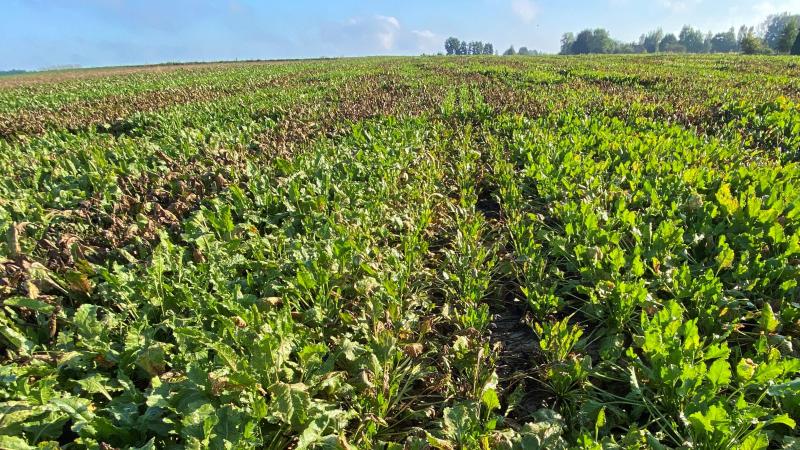 18 nieuwe suikerbietenrassen zijn toegelaten op de nationale rassenlijst voor landbouwgewassen.