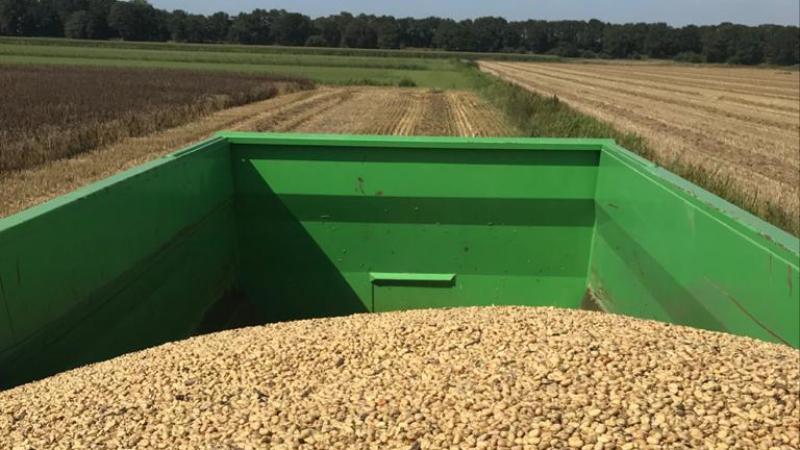 De huidige premie is net niet genoeg om de boeren met een gerust hart over de ‘eiwitstreep’ te trekken.