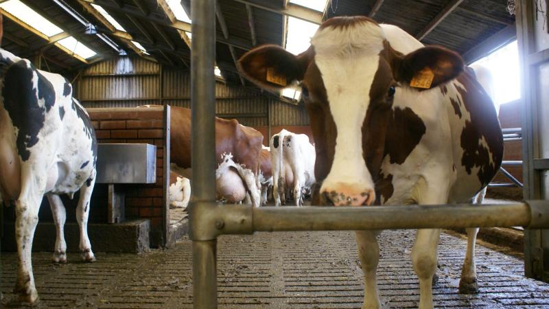 Het onderzoek met  primipare koeien  toonde gunstige  resultaten.  Extrapolatie naar  multipare dieren  moet voorzichtig  gebeuren.