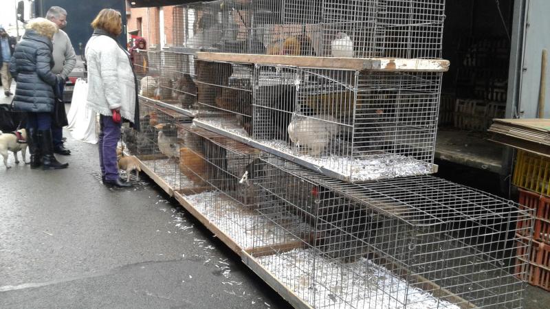 Het FAVV verlengt het verbod op het verzamelen van vogels en pluimvee voor beurzen, shows, prijskampen, tentoonstellingen en jaarmarkten tot en met 31 maart.