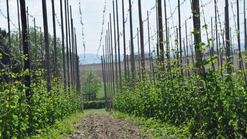 De Vlaamse hopproductie is met een areaal van 200 ha relatief beperkt.