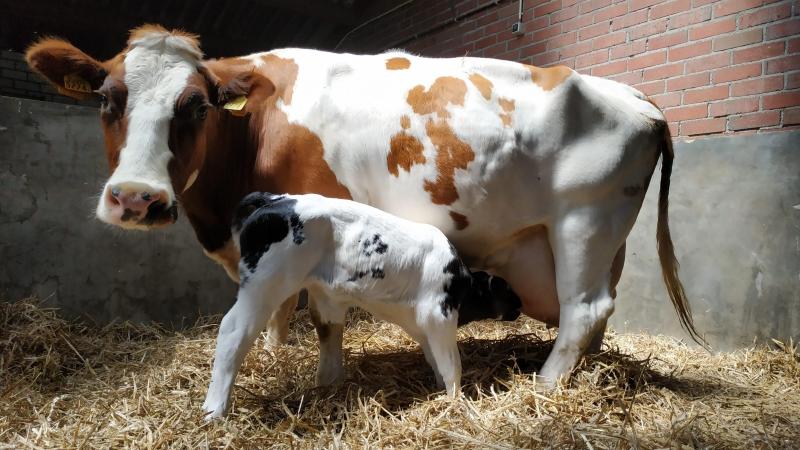 EFSA adviseert om kalveren minimaal 1 dag en maximaal 4 dagen bij de moeder te laten voordat ze worden gescheiden.