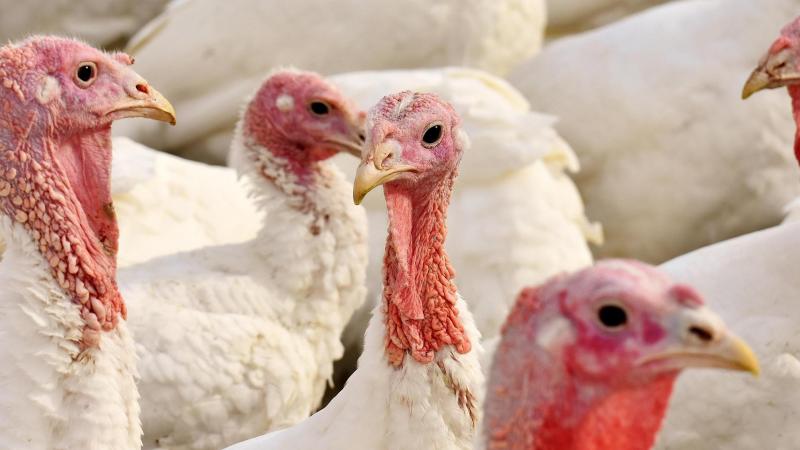 Op een kalkoenenbedrijf in de Nederlandse gemeente Putten werd op 19 maart vogelgriep vastgesteld.