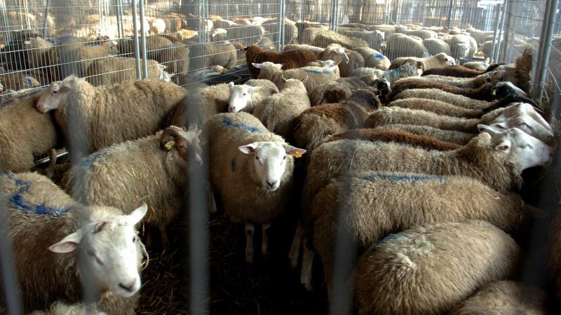 Het FAVV herinnert dat het absoluut noodzakelijk is dat schapen en geiten die in België worden ingevoerd, voor hun vertrek worden gecontroleerd door de veterinaire diensten van het land van herkomst.