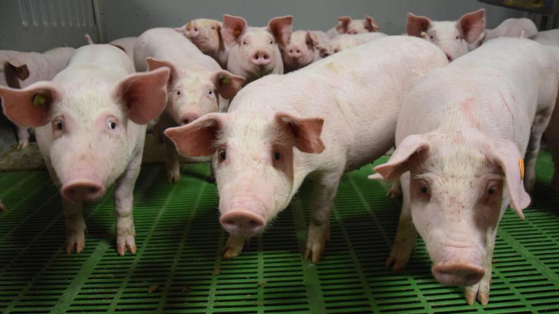 Een effectieve bestrijding van PRRS is alleen mogelijk wanneer gegevens transparant worden gedeeld en alle betrokkenen zich gezamenlijk inzetten.