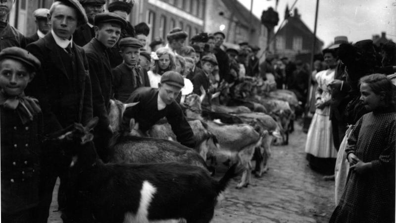 Geitenprijskamp Proven, na 1910.