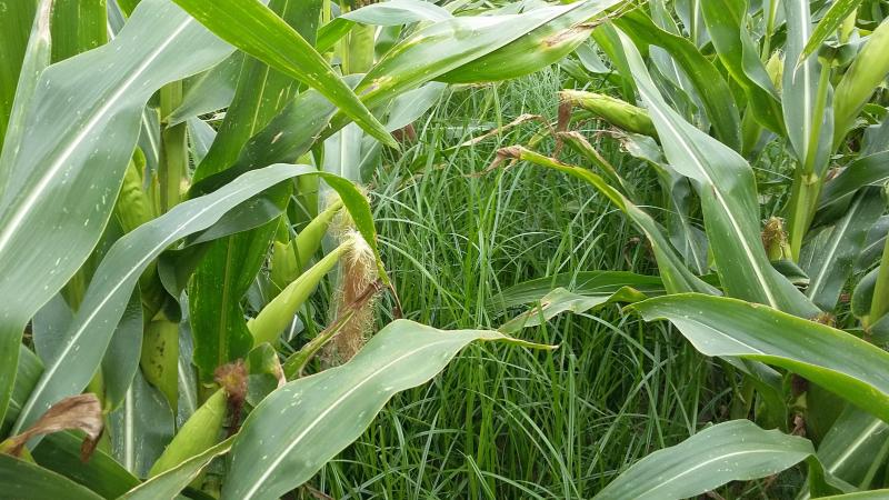 Knolcyperus in bloei op een maïsperceel.