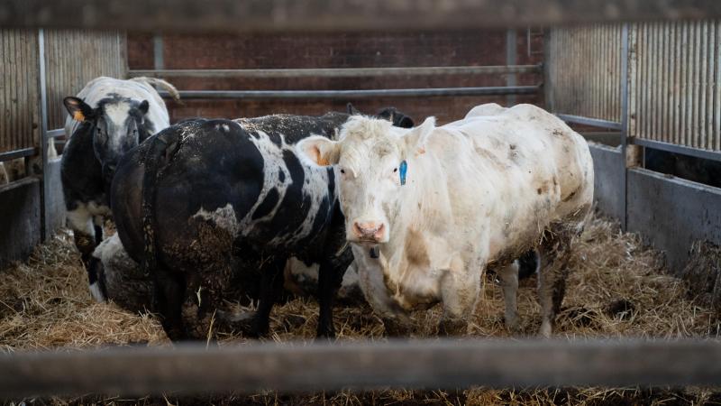 Coevia meldt prijsstijgingen voor Belgisch witblauwe koeien en stieren.